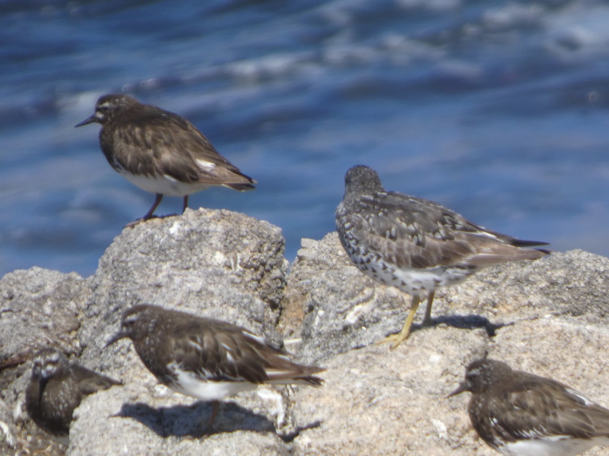 Surfbird - ML646814164