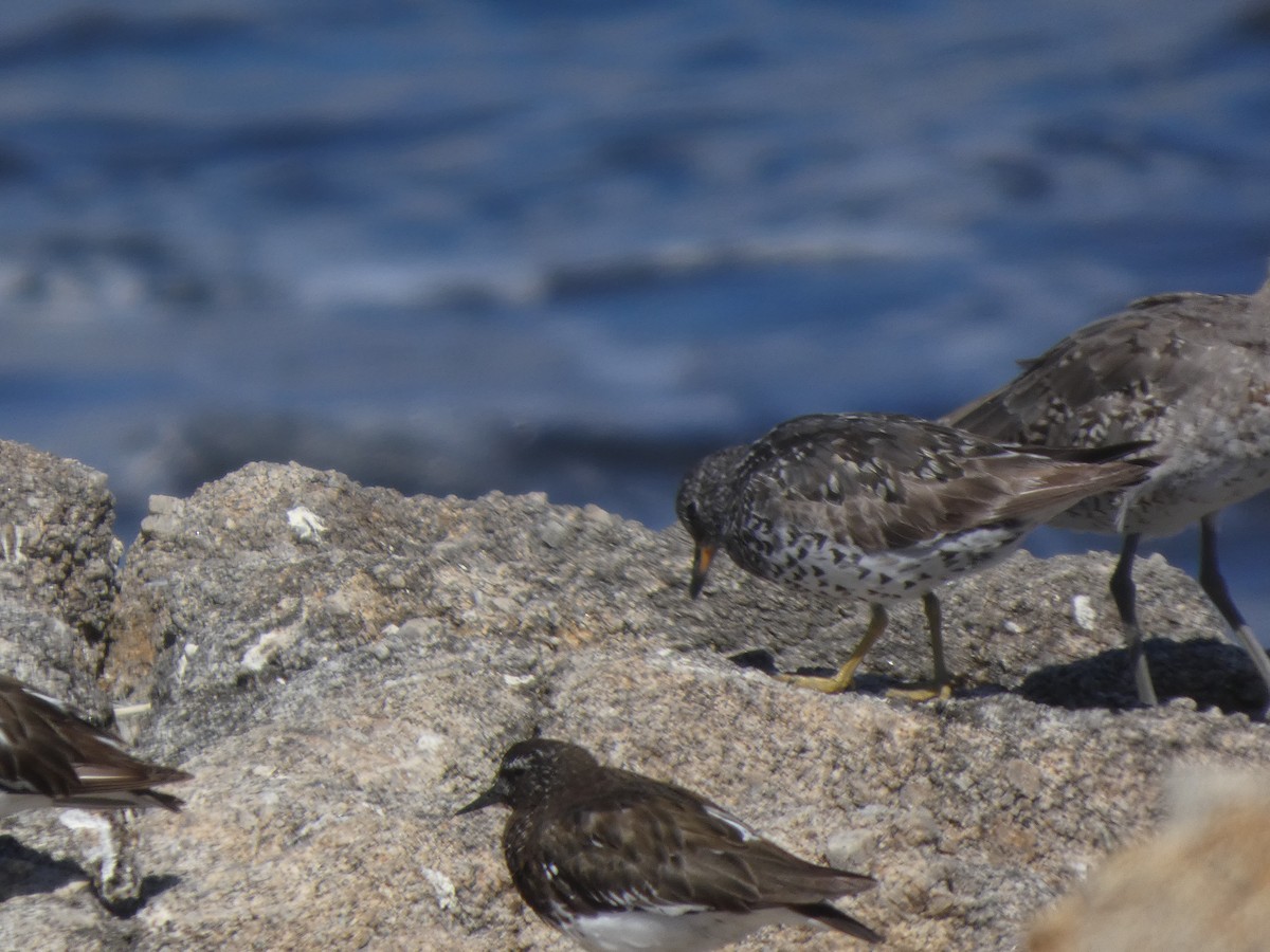 Surfbird - ML646814165
