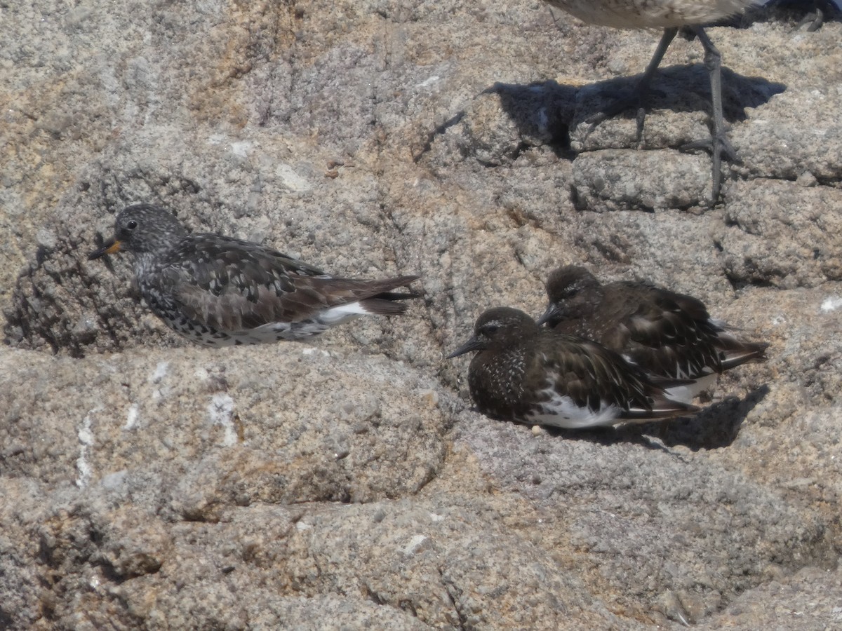 Surfbird - ML646814166