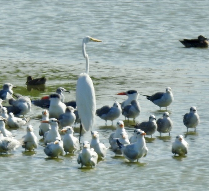 Great Egret - ML646814178