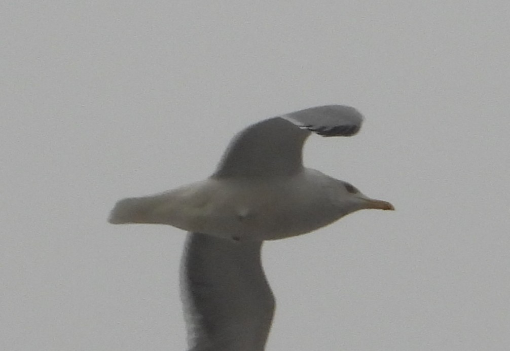 American Herring Gull - ML646814179