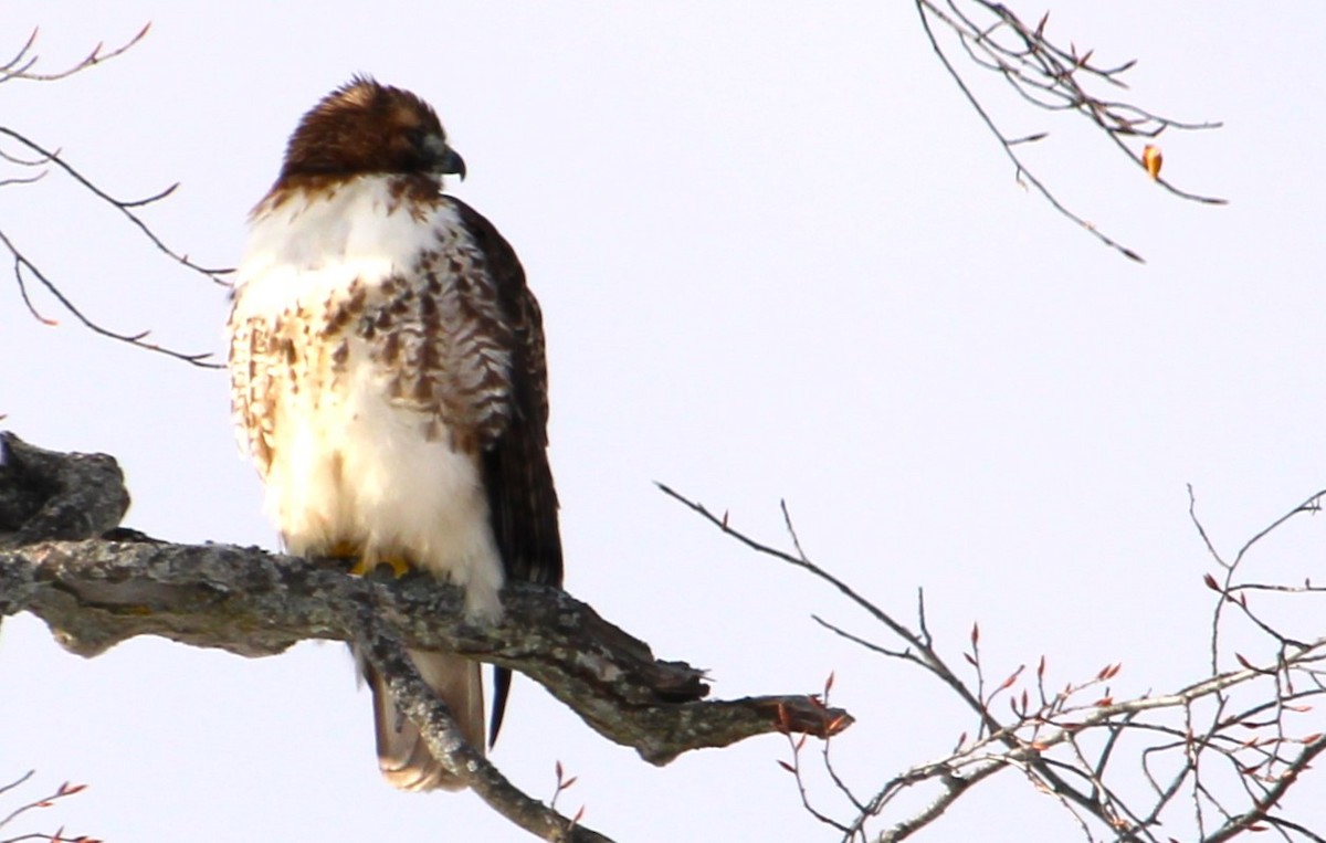 Краснохвостый канюк - ML646814180