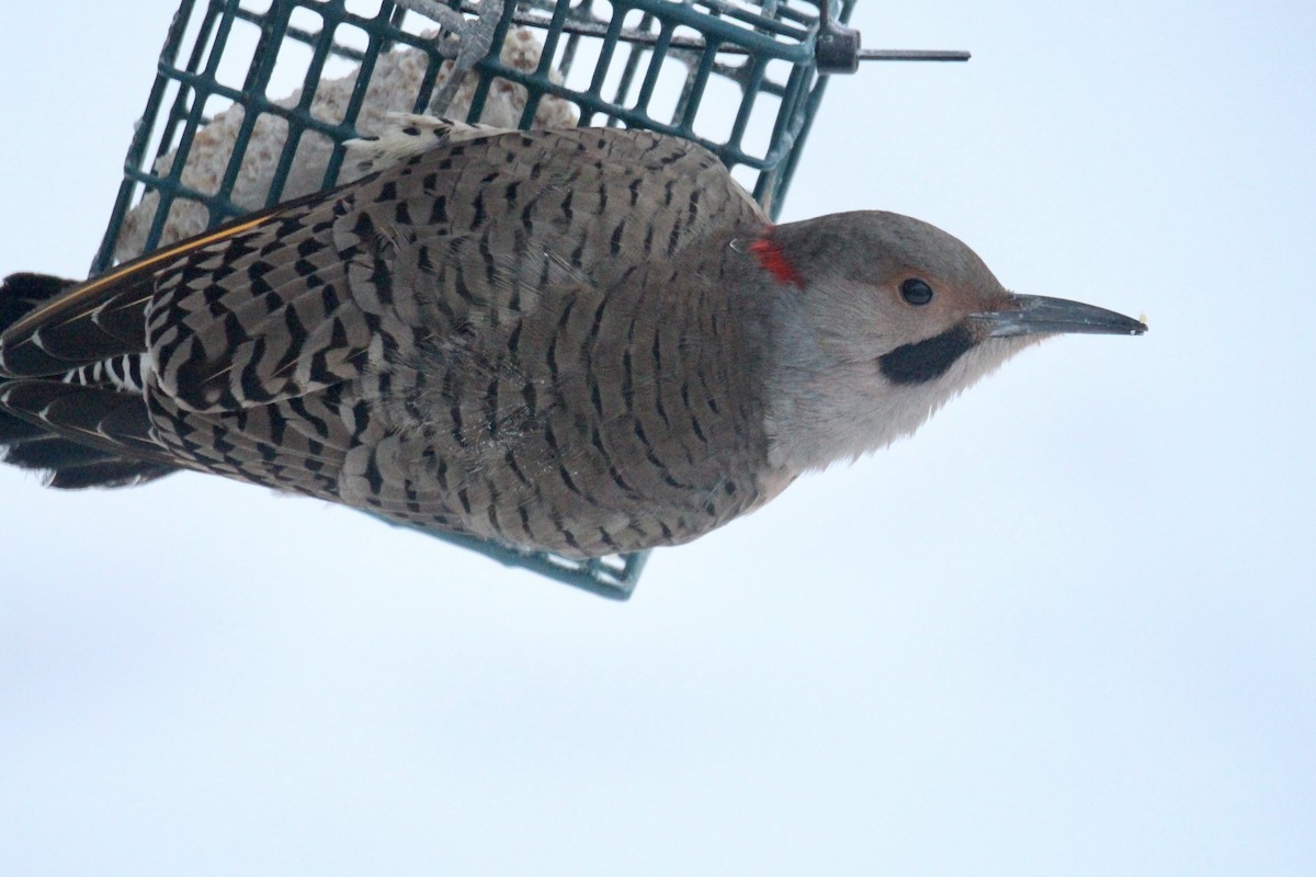 Altın Ağaçkakan (auratus/luteus) - ML646814181