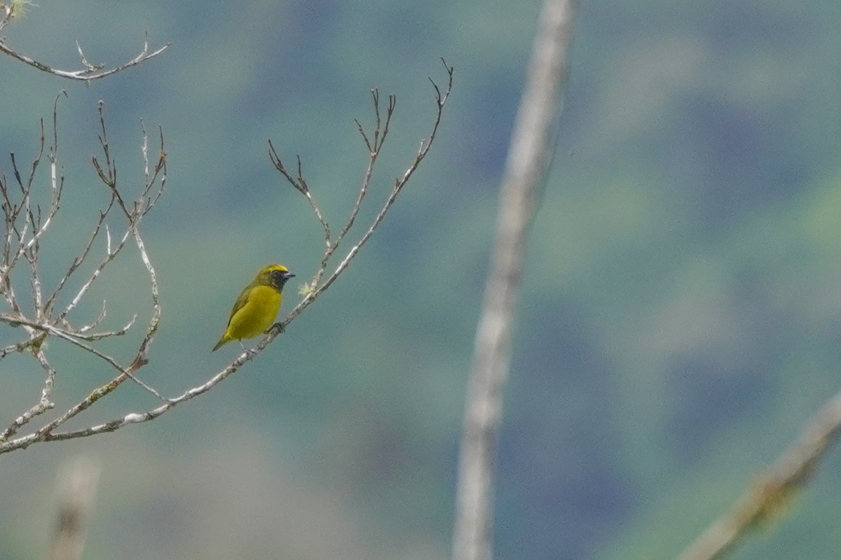 Yellow-crowned Euphonia - ML646814182