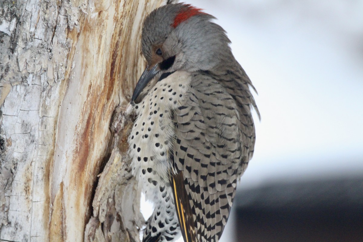 Altın Ağaçkakan (auratus/luteus) - ML646814183