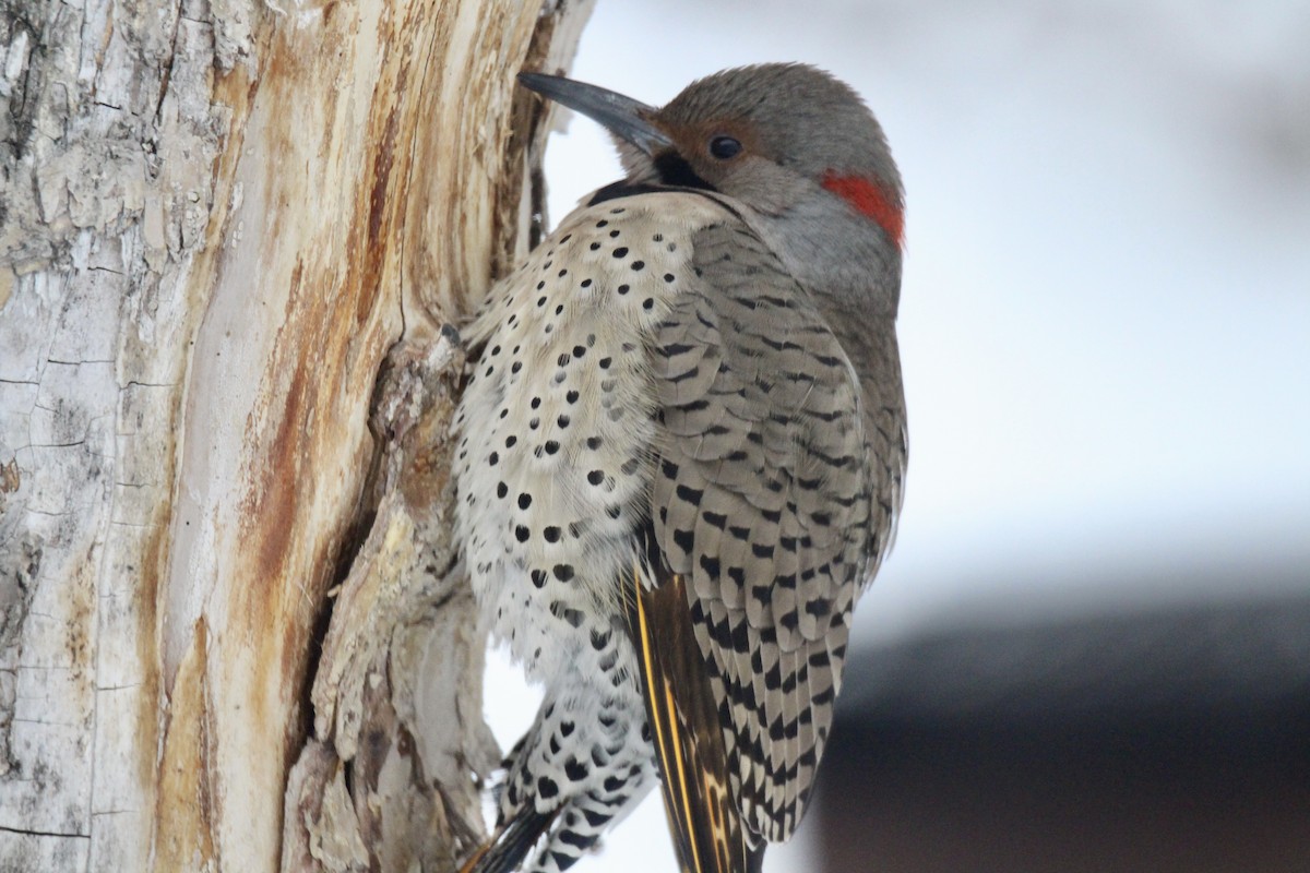 Altın Ağaçkakan (auratus/luteus) - ML646814184