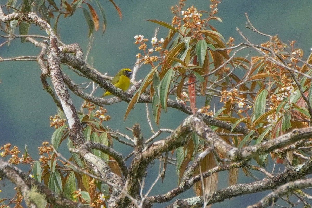Yellow-crowned Euphonia - ML646814185