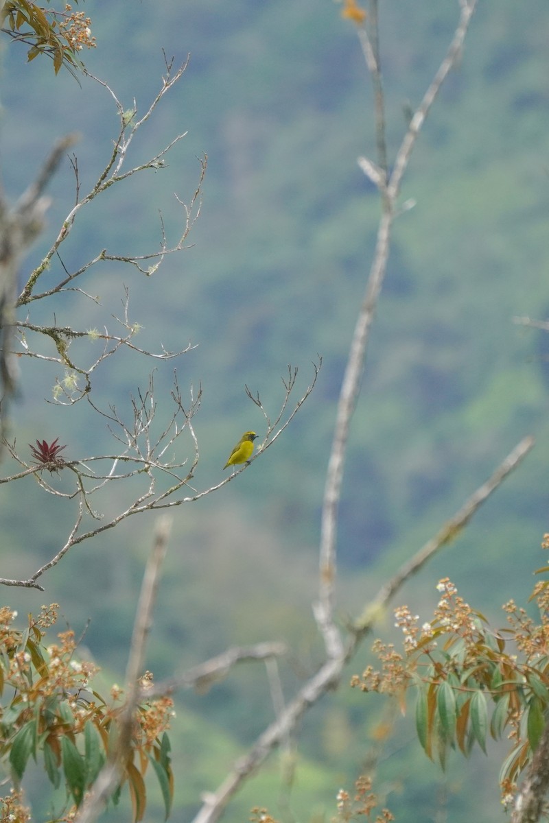 Yellow-crowned Euphonia - ML646814186