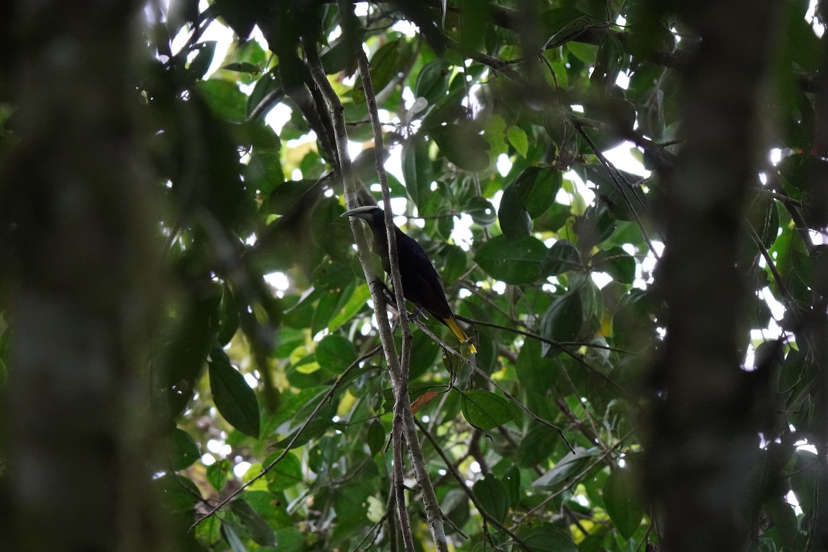 Chestnut-headed Oropendola - ML646814190