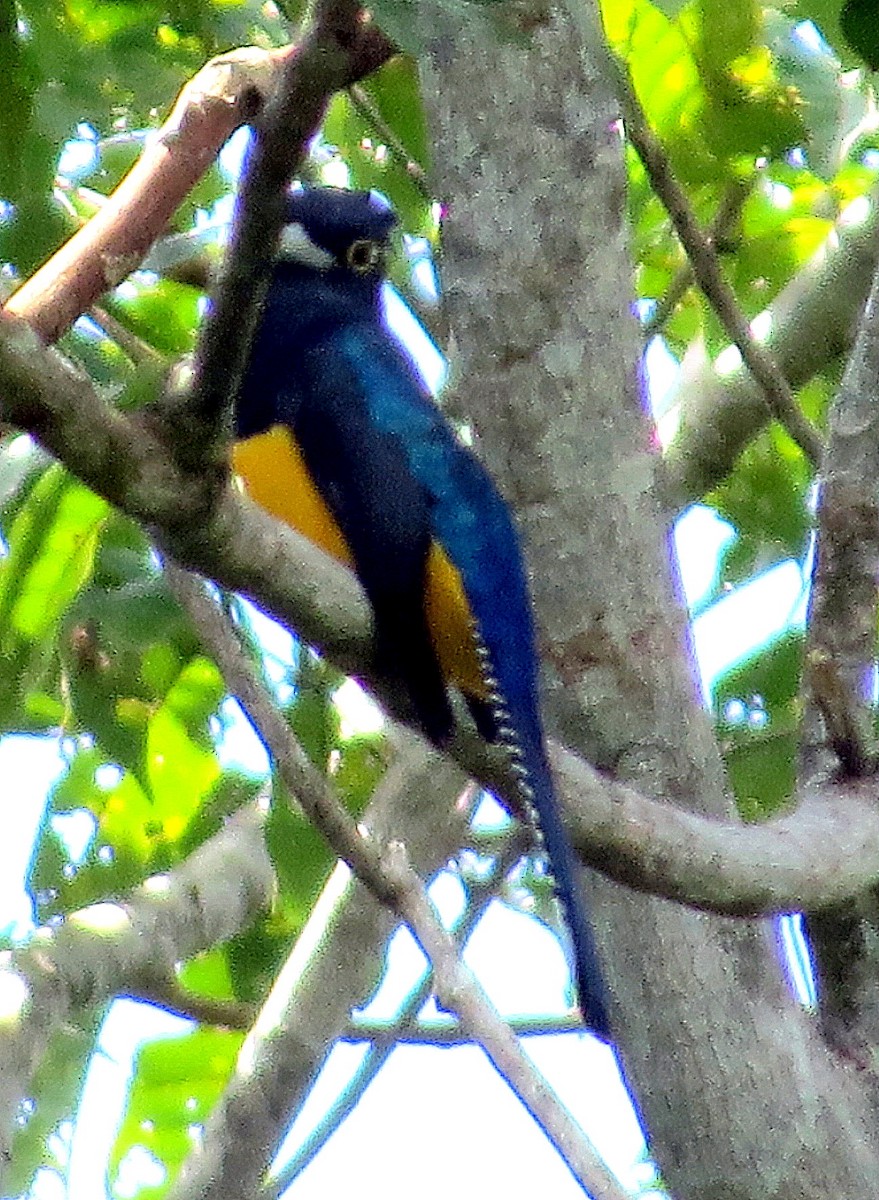 Amazonian Violaceous Trogon - ML646814191