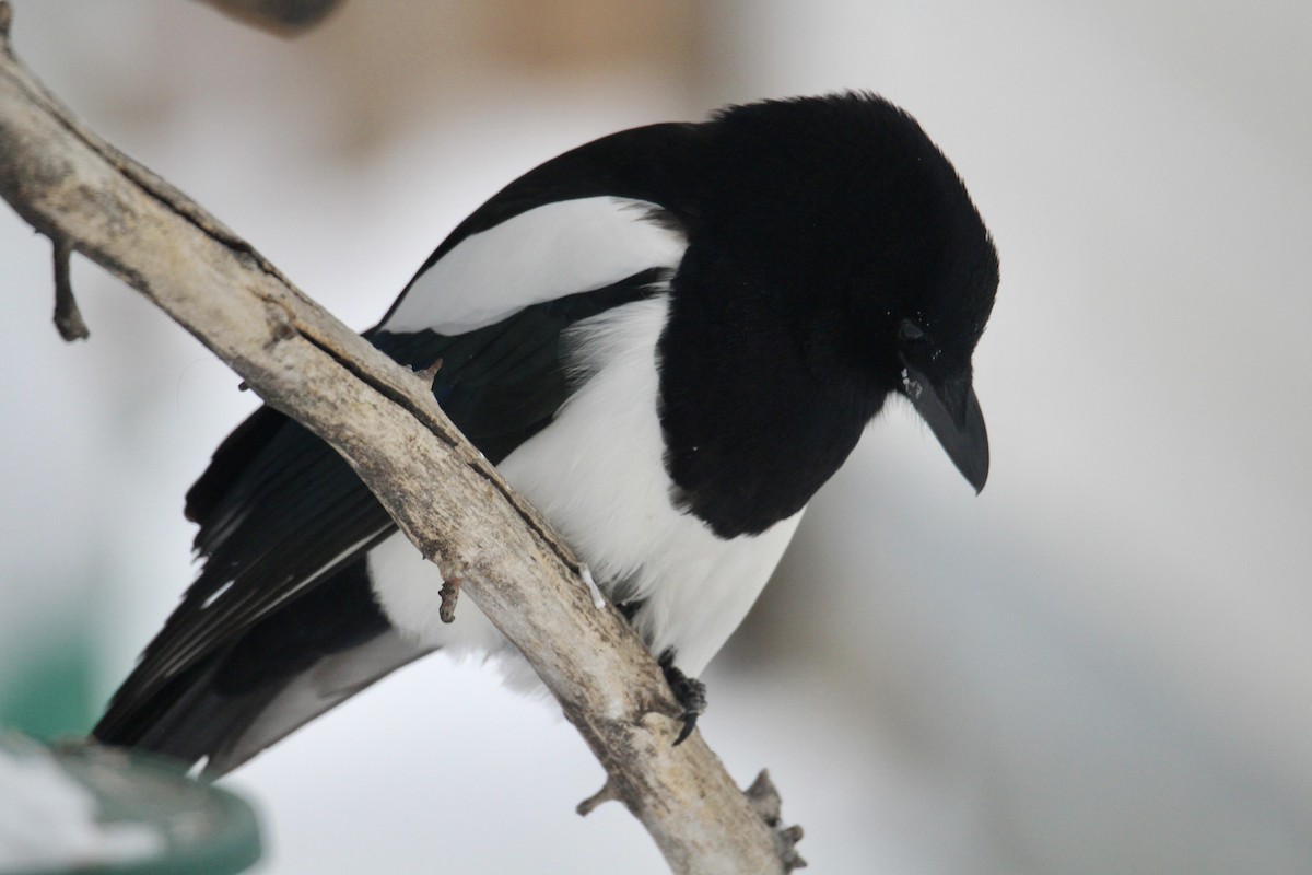 Kara Gagalı Saksağan - ML646814192