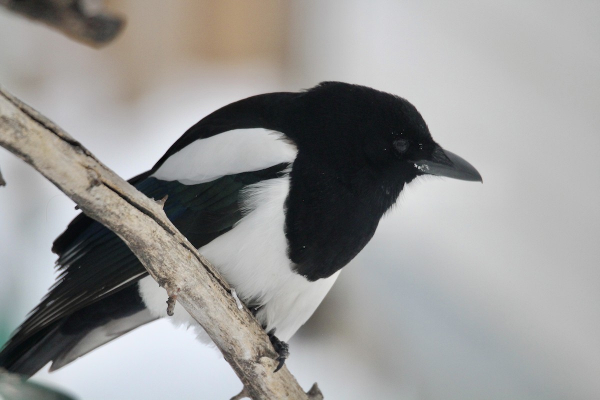 Kara Gagalı Saksağan - ML646814193