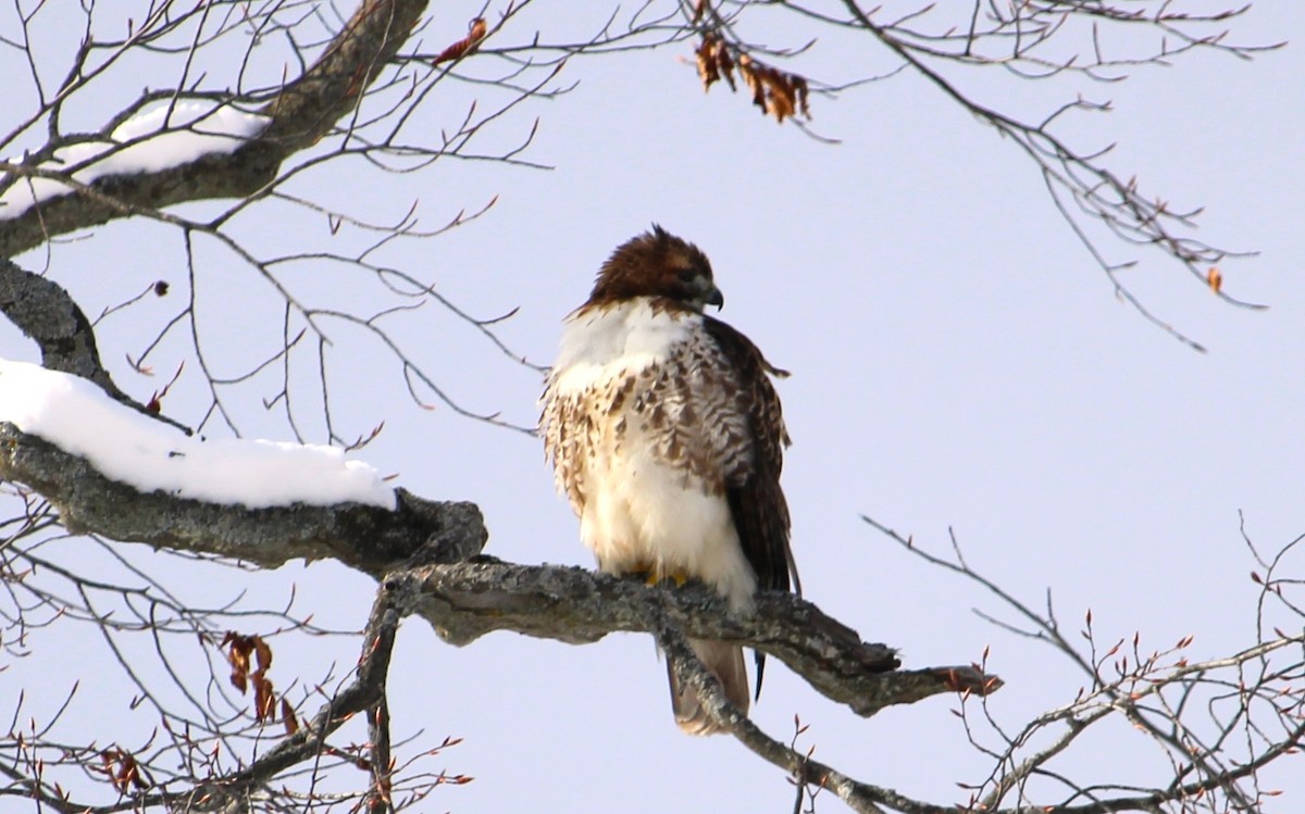 Краснохвостый канюк - ML646814195