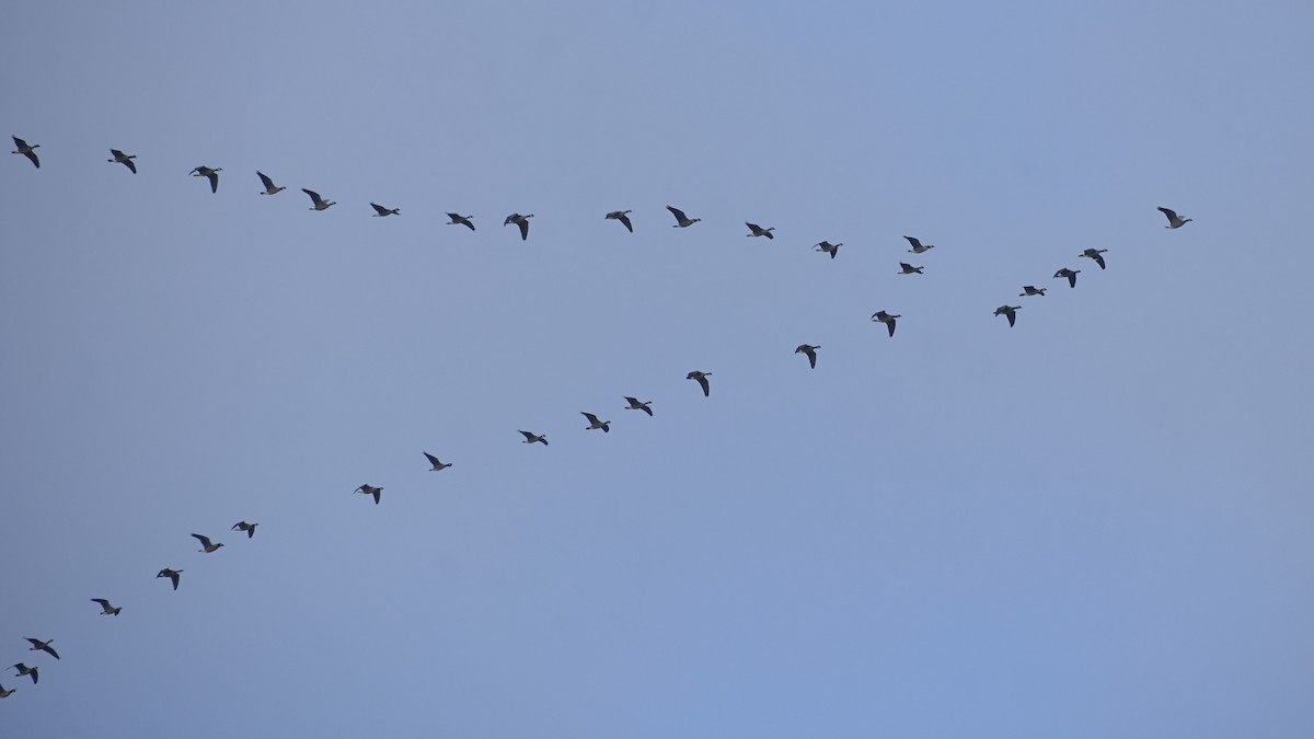 Cackling Goose - ML646814196