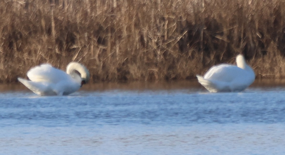 Cisne Vulgar - ML646814198