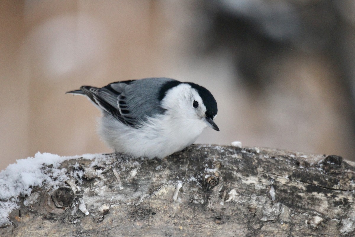 Beyaz Göğüslü Sıvacı (carolinensis) - ML646814200