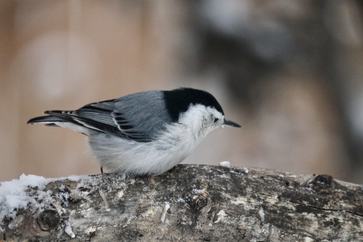 Beyaz Göğüslü Sıvacı (carolinensis) - ML646814201