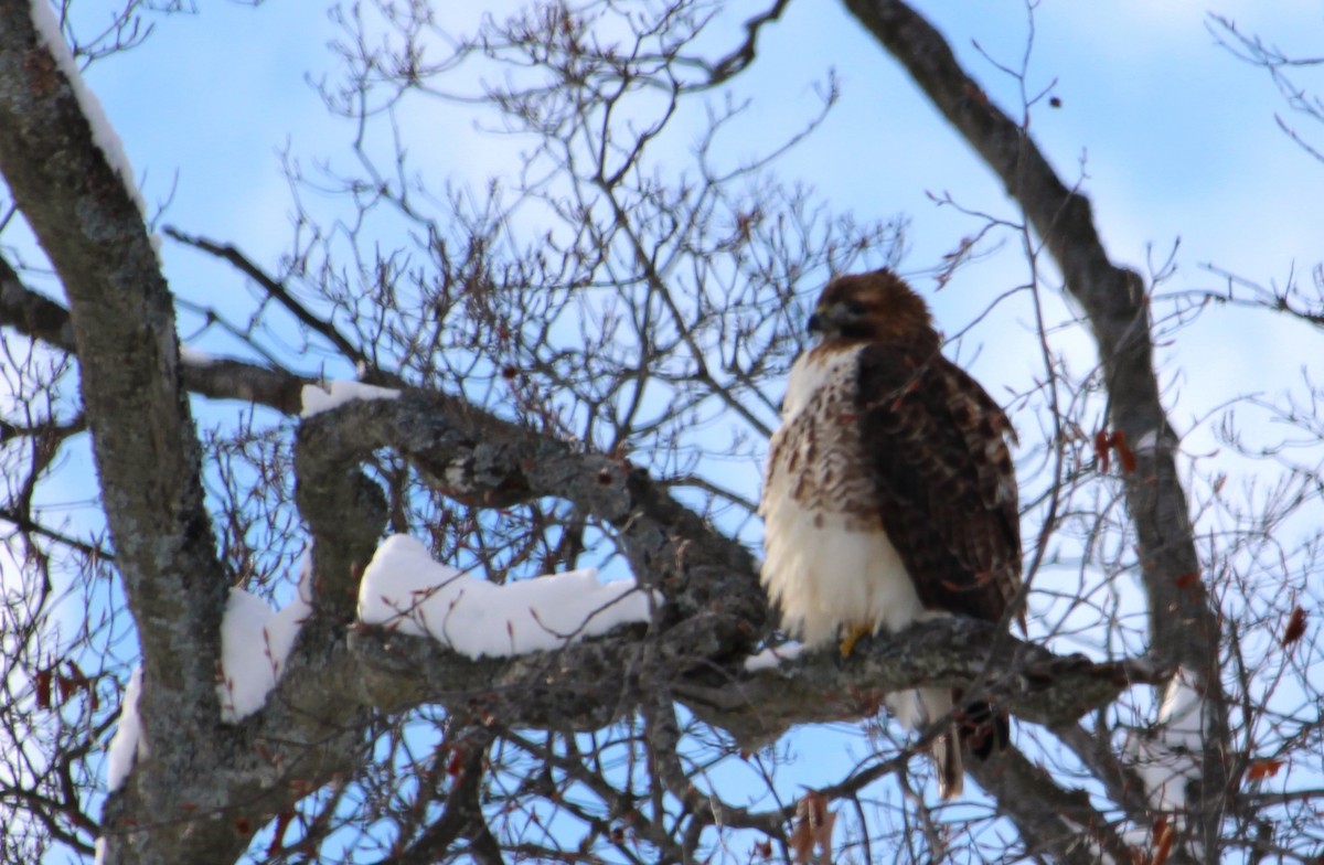 Краснохвостый канюк - ML646814205