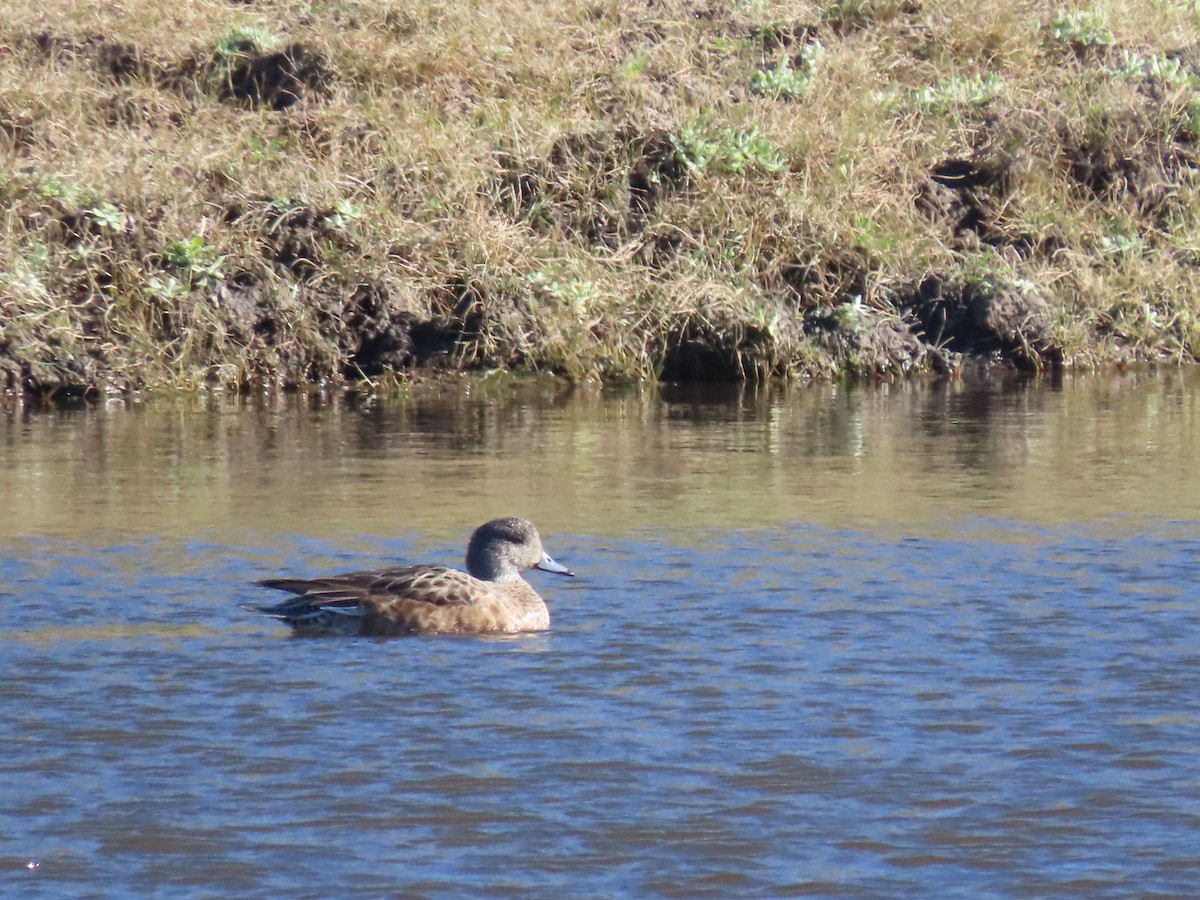 American Wigeon - ML646814206