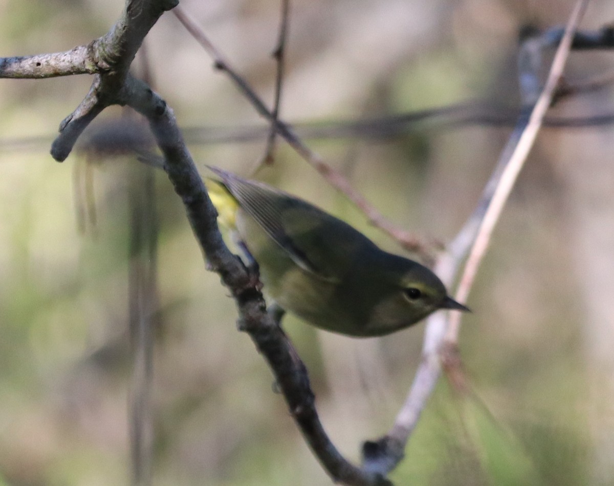 Orange-crowned Warbler (Gray-headed) - ML646814209
