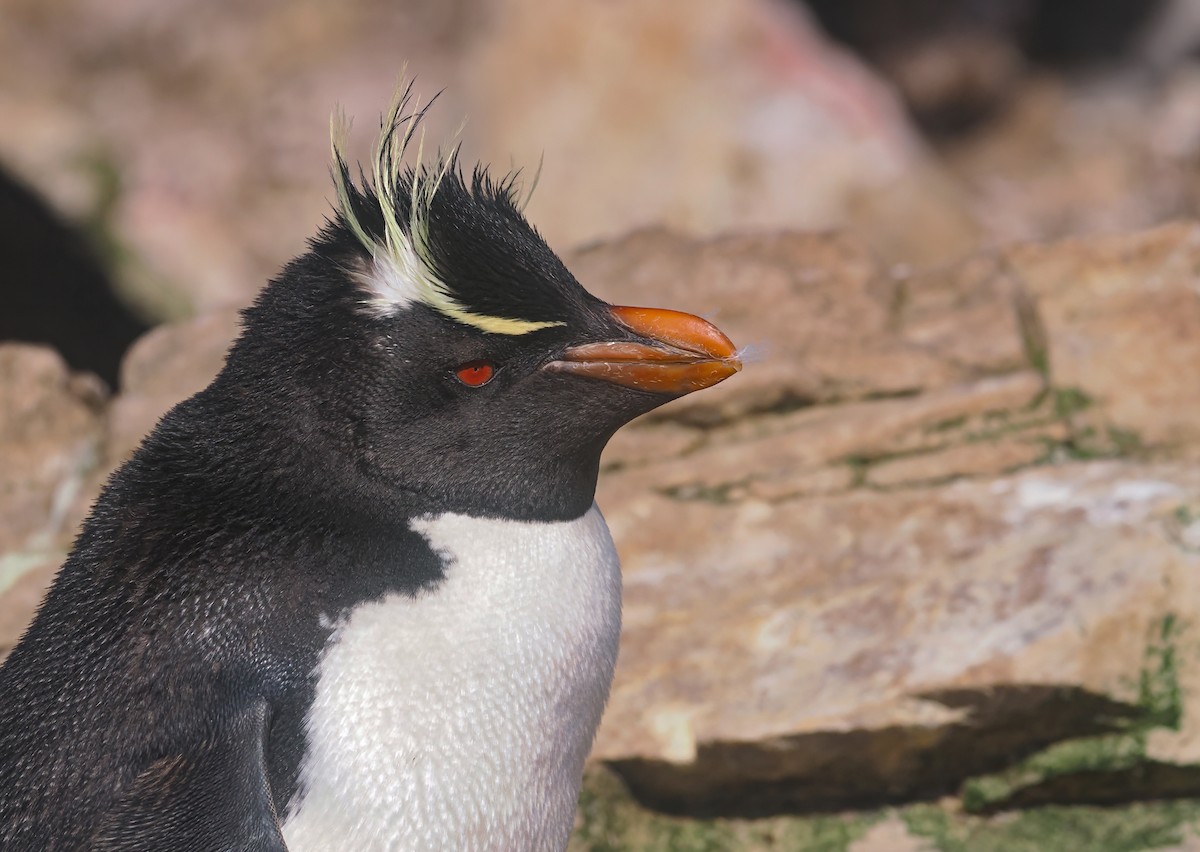 Western Rockhopper Penguin - ML646814217