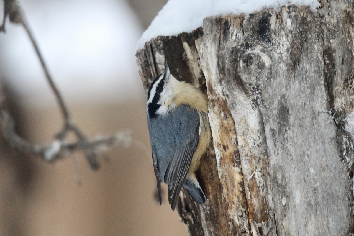 Kanada Sıvacısı - ML646814219