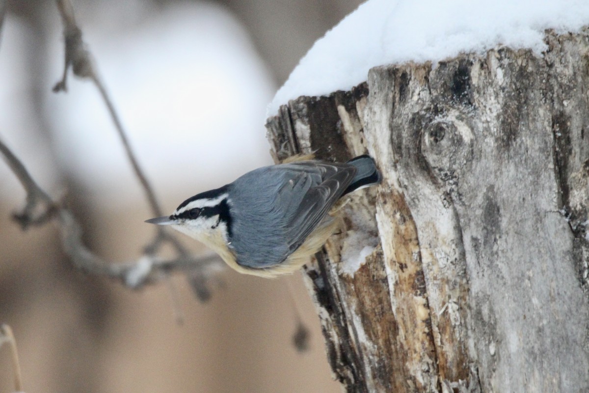 Kanada Sıvacısı - ML646814220