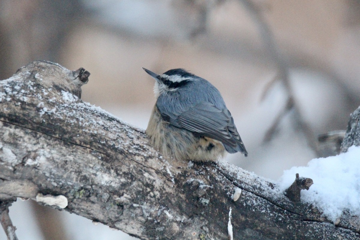 Kanada Sıvacısı - ML646814221