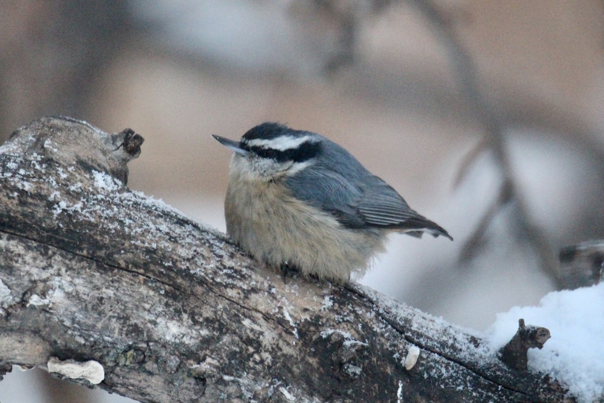 Kanada Sıvacısı - ML646814222