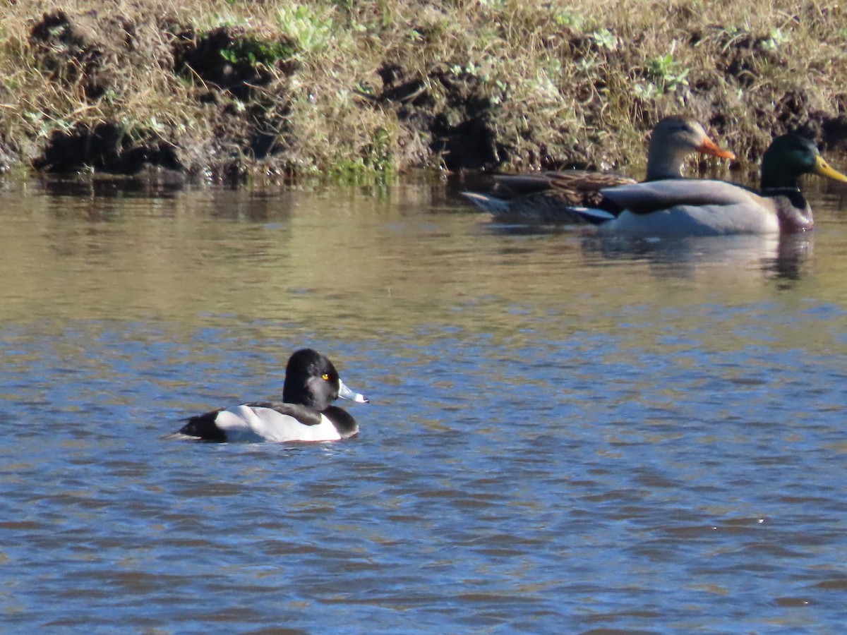Ring-necked Duck - ML646814223