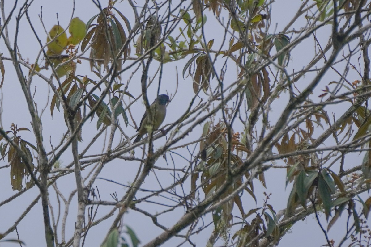 Scarlet-thighed Dacnis - ML646814224