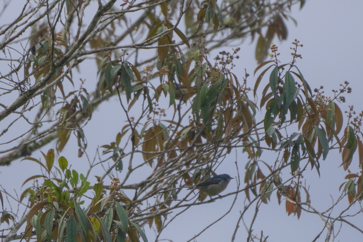 Scarlet-thighed Dacnis - ML646814225