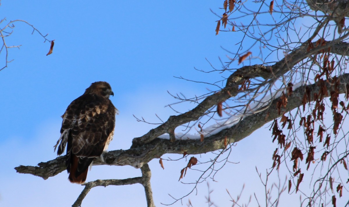 Краснохвостый канюк - ML646814228