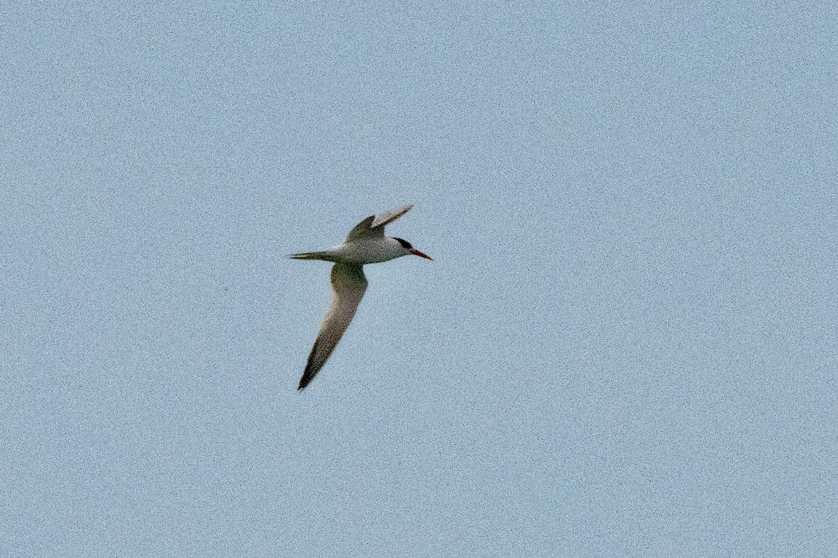 ユウガアジサシ - ML646814229