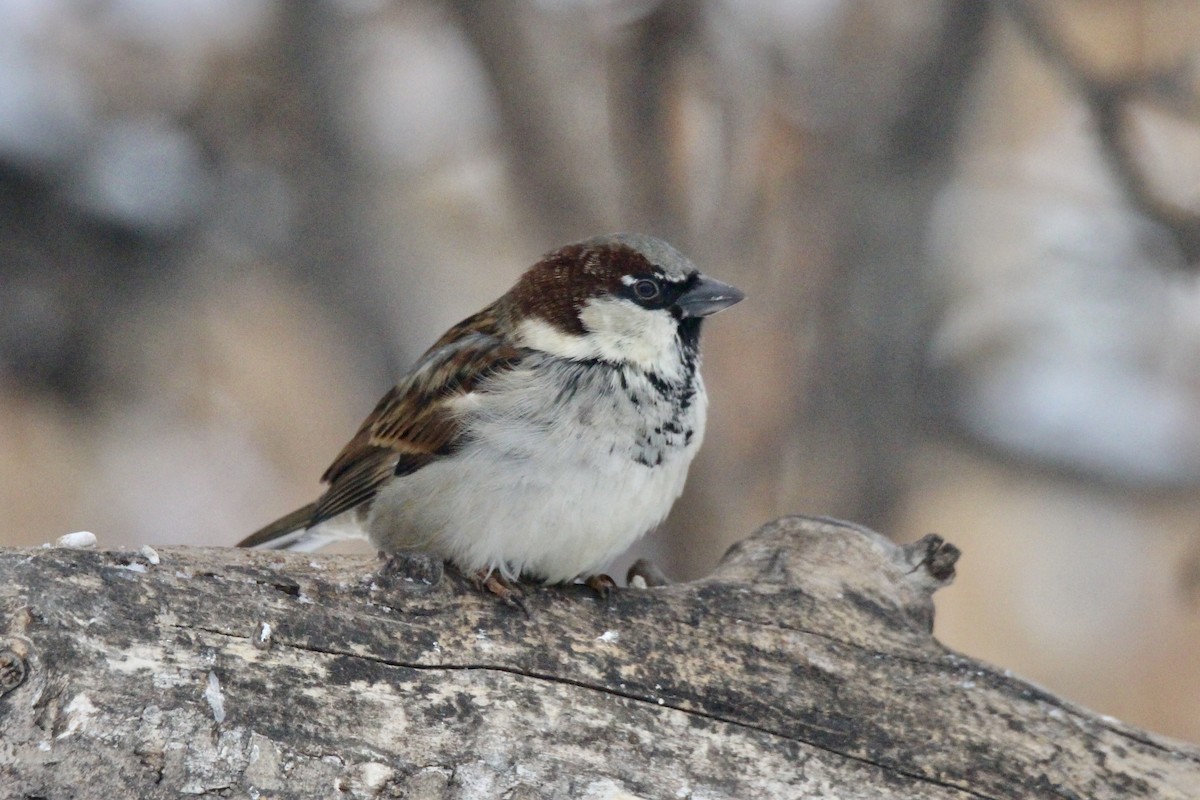 Serçe - ML646814230