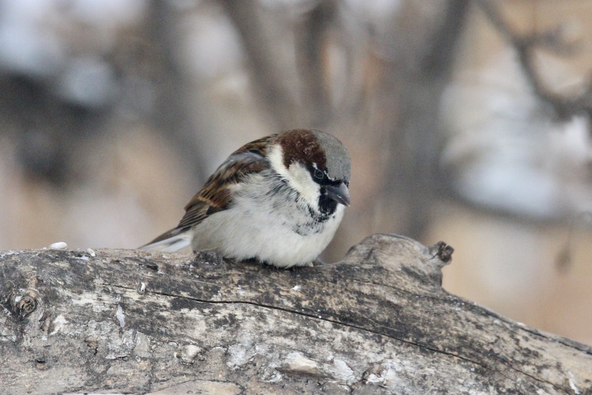 Serçe - ML646814231