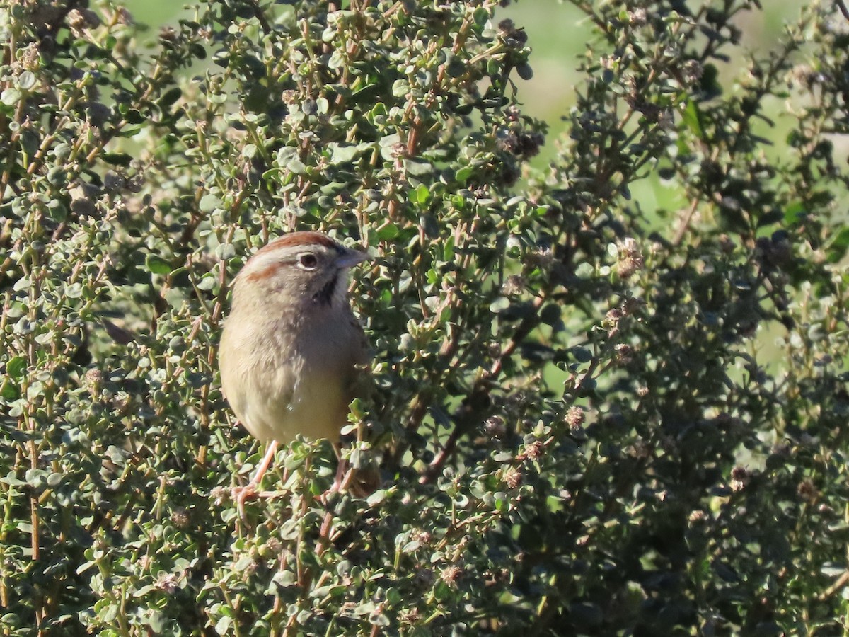 Rufous-crowned Sparrow - ML646814234