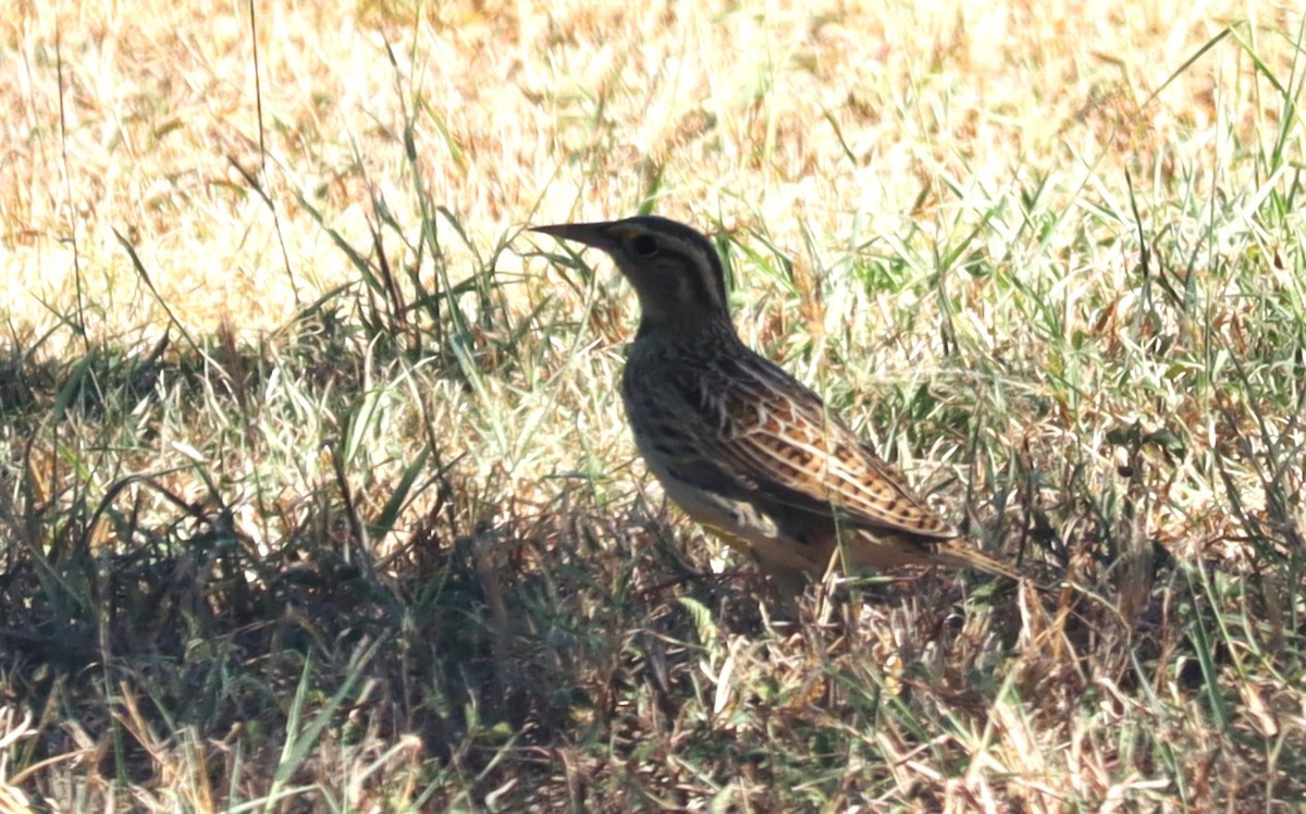 Eastern Meadowlark - ML646814235