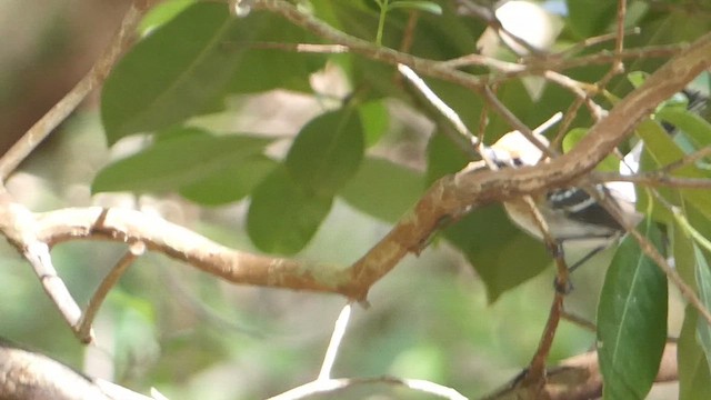 Oahu Elepaio - ML646814237