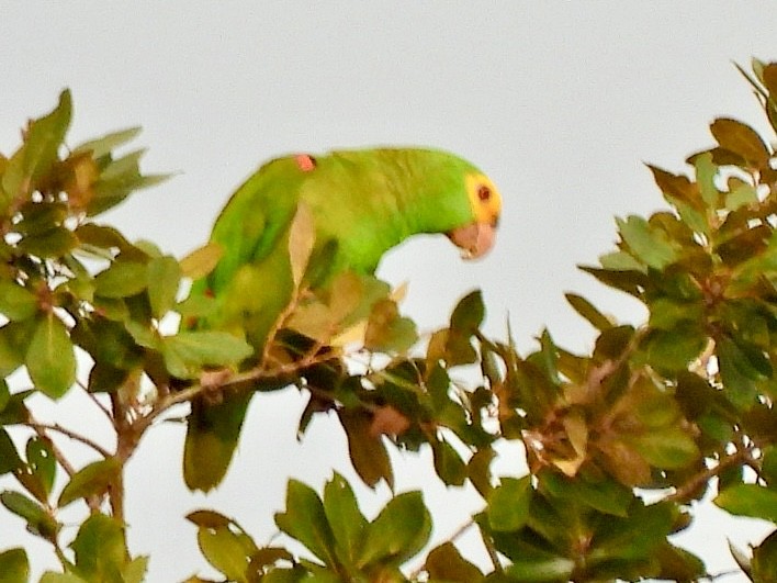 Yellow-headed Amazon - ML646814238