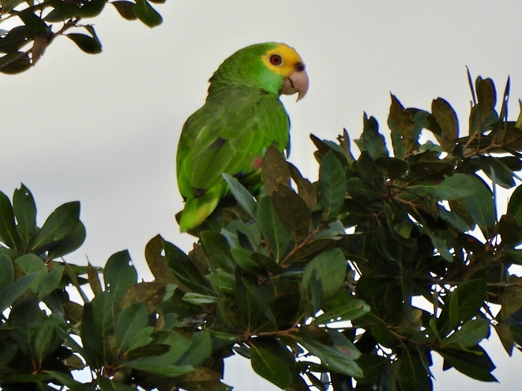Yellow-headed Amazon - ML646814240