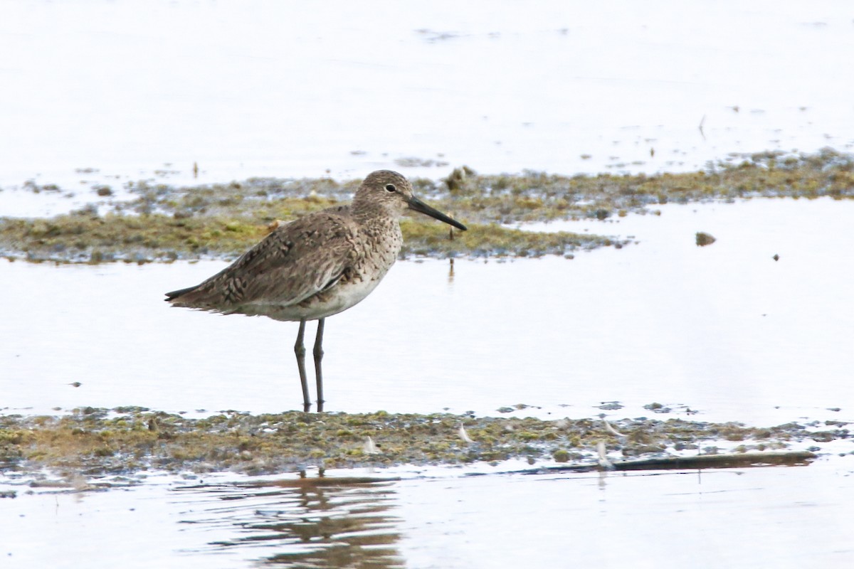 Willet (Western) - ML646814241
