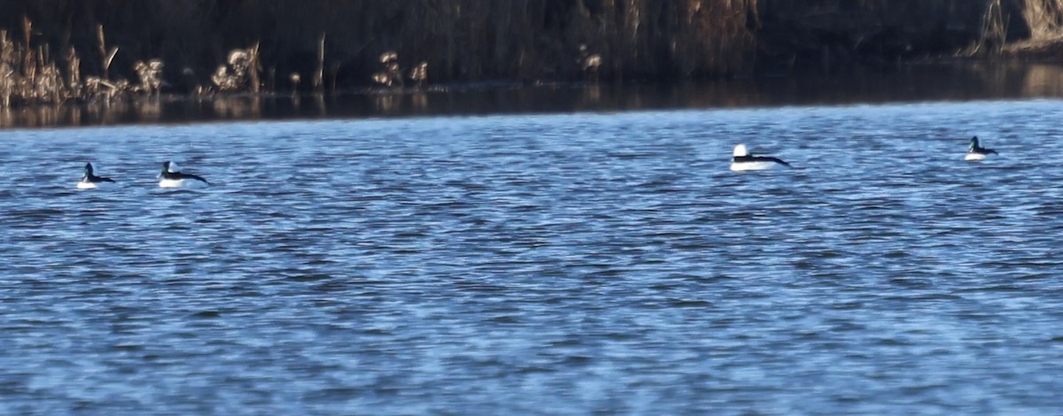 Porrón Albeola - ML646814242