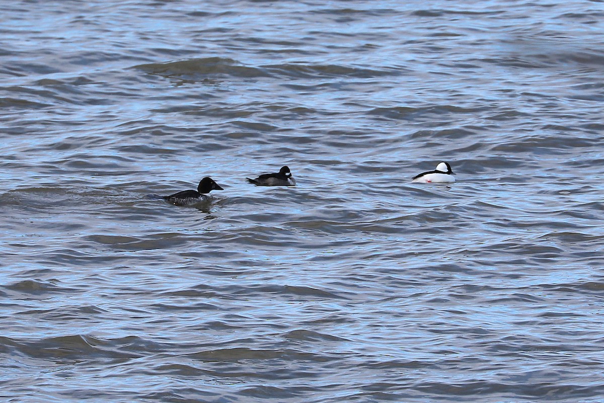 Bufflehead - ML646814243