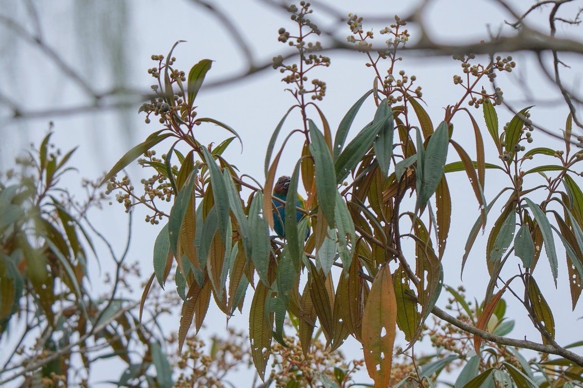 Bay-headed Tanager - ML646814244