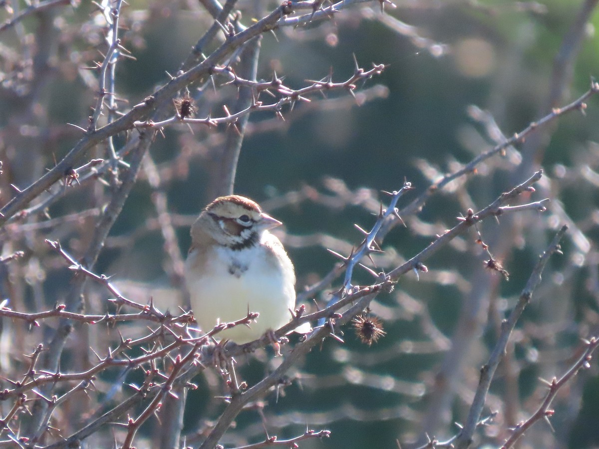 Lark Sparrow - ML646814245