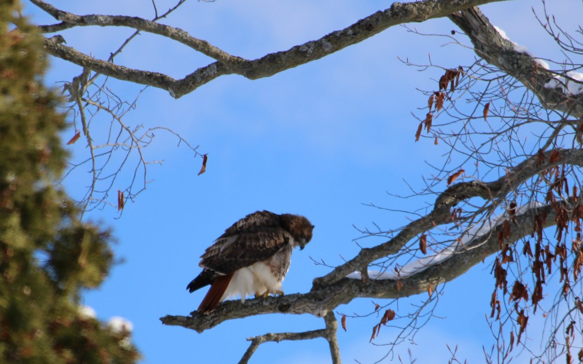 Краснохвостый канюк - ML646814246