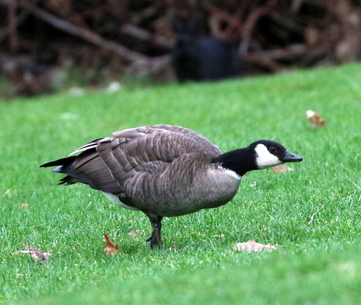 Харлаг галуу - ML646814247