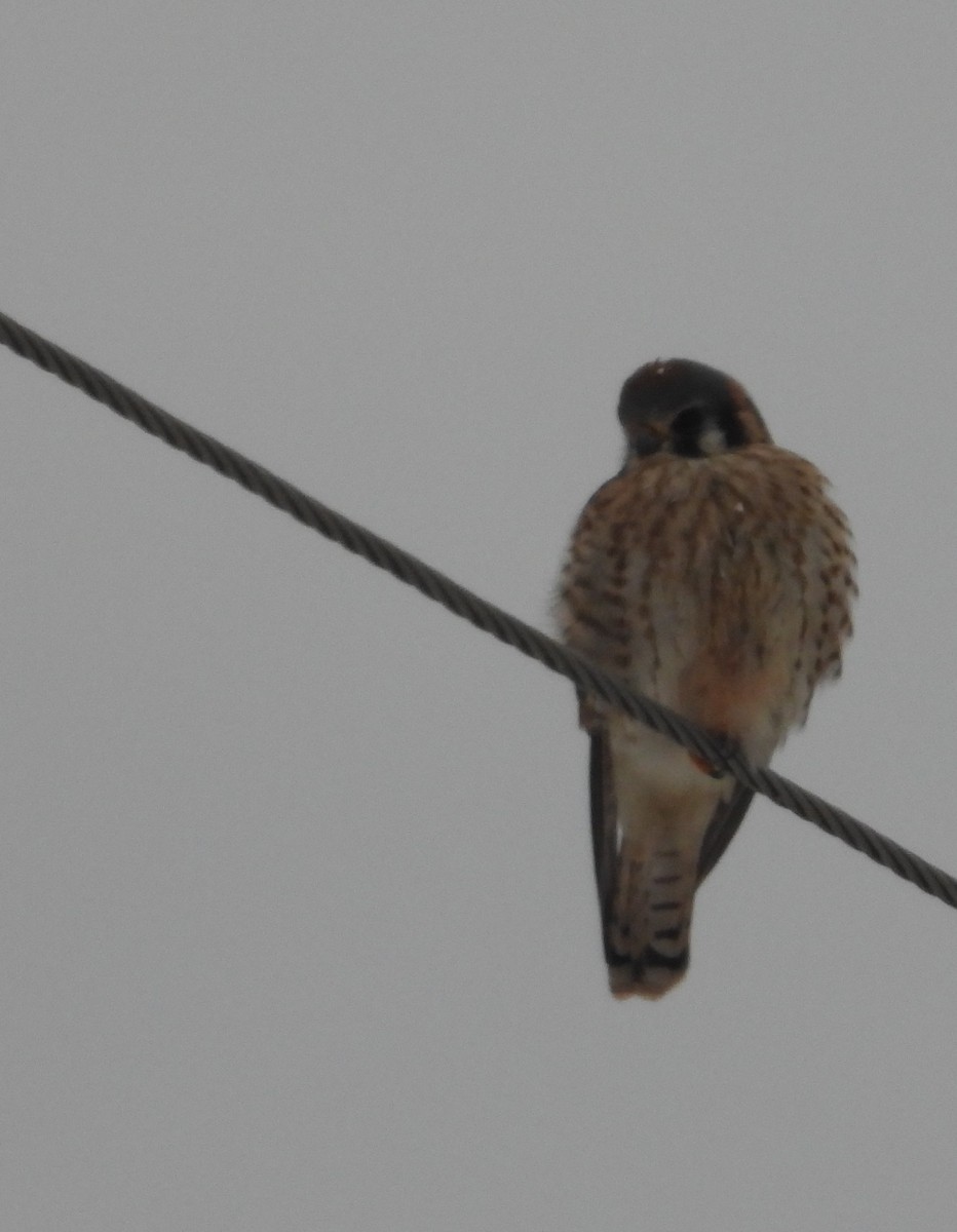 American Kestrel - ML646814249