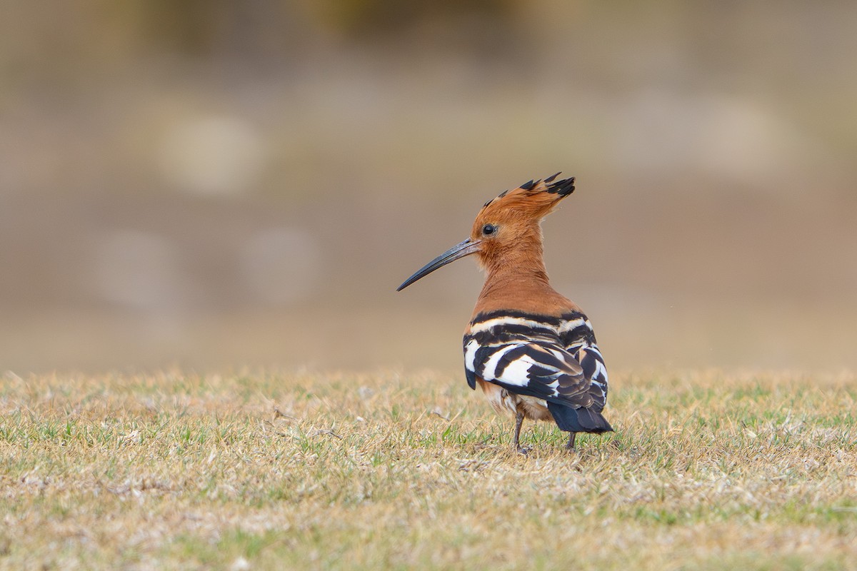Common Hoopoe (African) - ML646814250